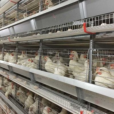 점화를 가진 층 닭 감금소 고능률 노동 저축을 올리는 농장