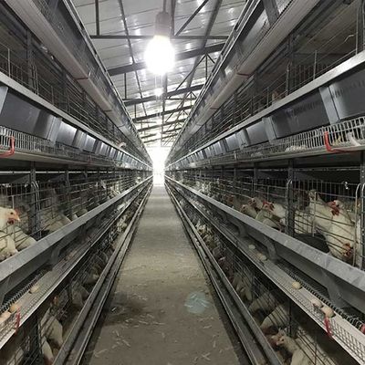 4 - 8.5m 자동 계란 수집가를 가진 올리는 가금류 닭 감금소 건전지 통제