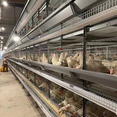 닭 농장을 놓기를 위한 완전히 자동적인 건전지 H 유형 층 닭장