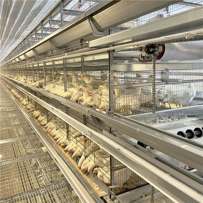 5000마리의 새를 위한 가금류 농업 직류 전기를 통한 계란 층 닭장