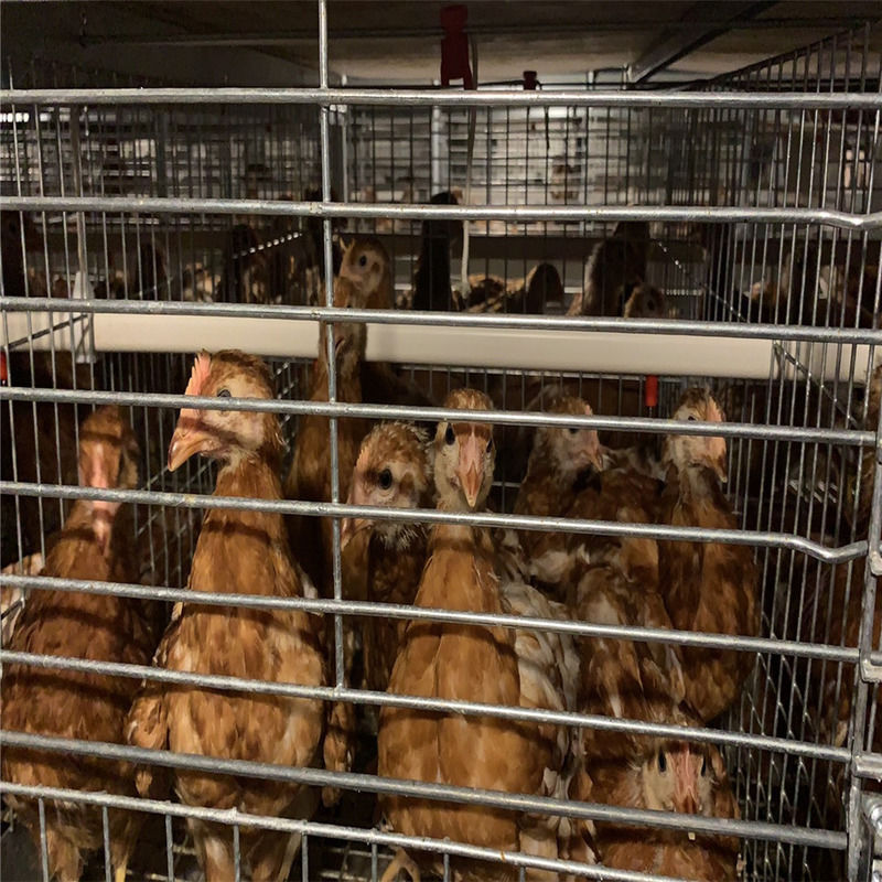 농장 신청을 위한 OEM 가금류 닭 층 감금소 구조 구조