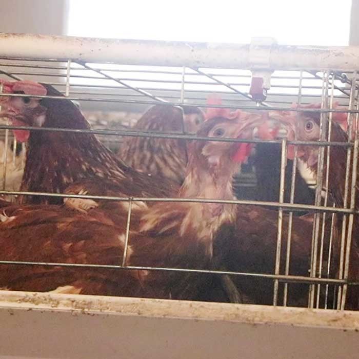 강력한 청소하게 쉬운 대규모 농장 계란 판매를 위한 유형 층 닭 감금소