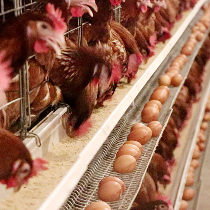 큰 수용량 농장 층 닭 감금소 전지 효력 뜨거운 담궈진 Gavalnized 물자