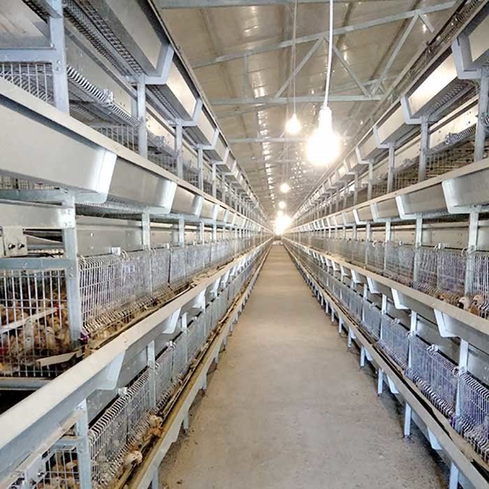 병아리를 위한 자동적인 감금소, 264마리의 새 수용량 층 가금류 농장 감금소