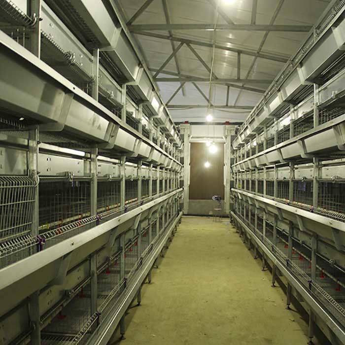 병아리를 위한 자동적인 감금소, 264마리의 새 수용량 층 가금류 농장 감금소