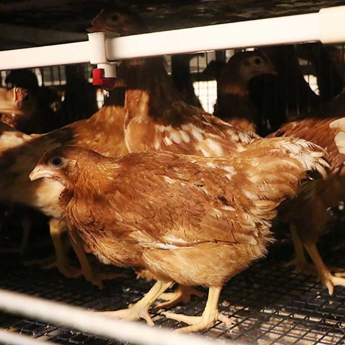 Q235 철강선 층 닭 감금소는 먹이고는/마시는 체계로 주문 설계합니다