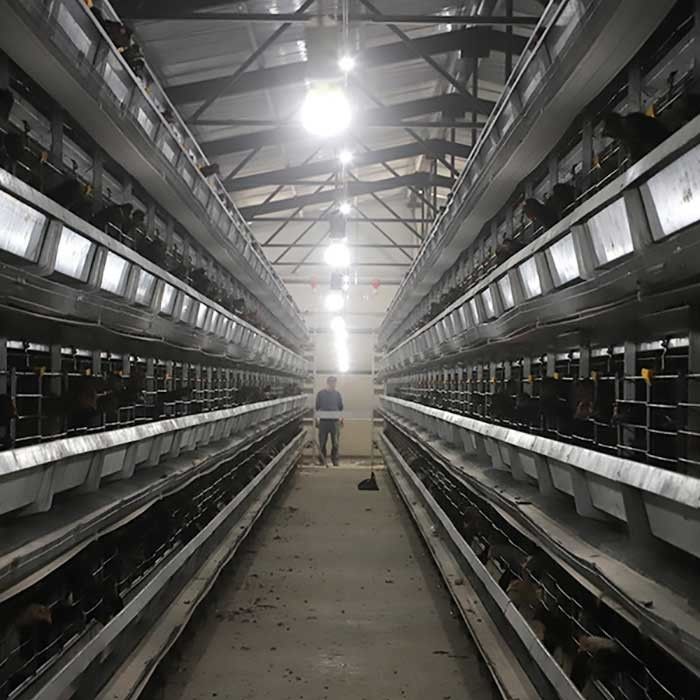 Q235 철강선 가금류 닭 감금소 안정되어 있는 성과 0 - 농장을 위한 20kw 힘