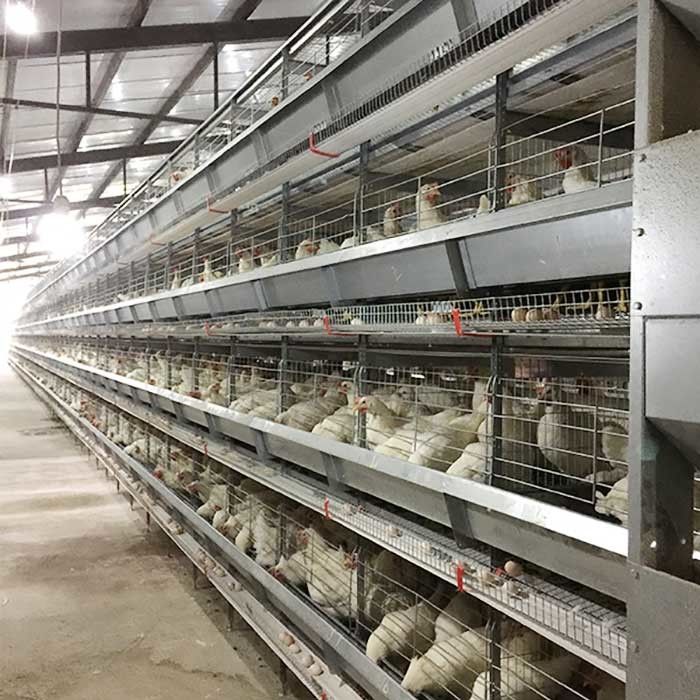 점화를 가진 층 닭 감금소 고능률 노동 저축을 올리는 농장