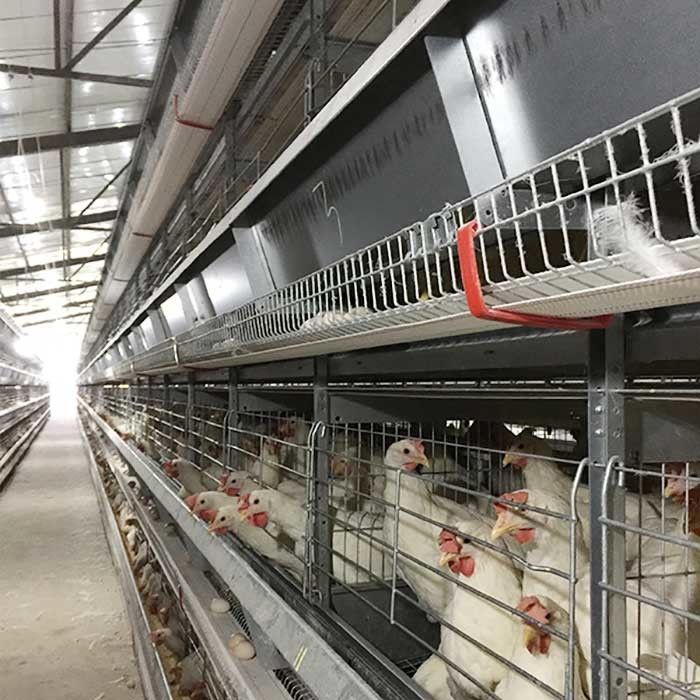 4 - 8.5m 자동 계란 수집가를 가진 올리는 가금류 닭 감금소 건전지 통제