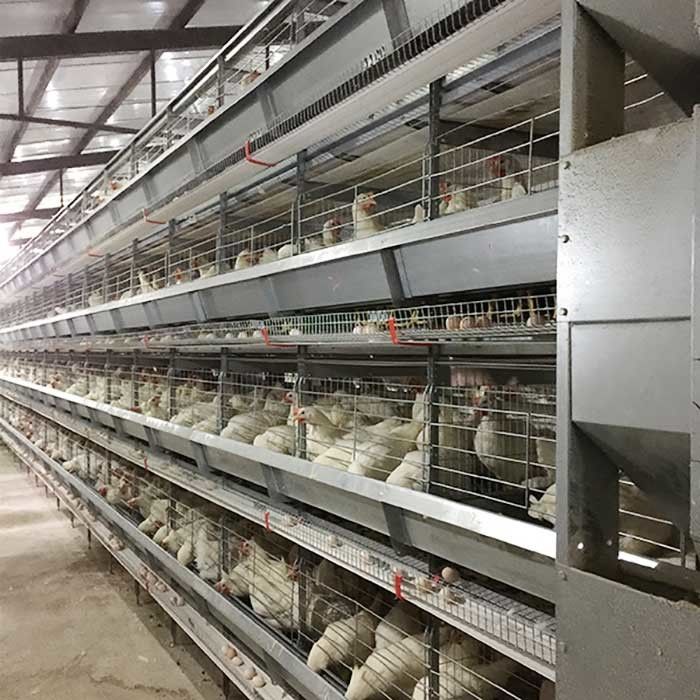 가금류, 주문 고도 현대 닭 감금소를 위한 운영하는 지류 건전지 감금소