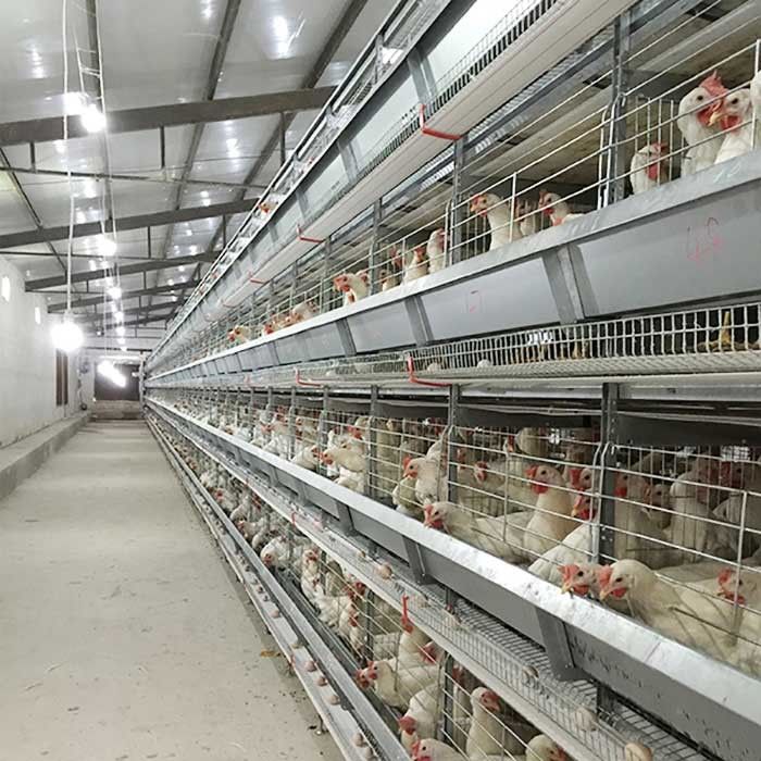 친절한 120 * 60 * 70cm 가금류 닭 감금소 자동 통제 노동 저축 Eco