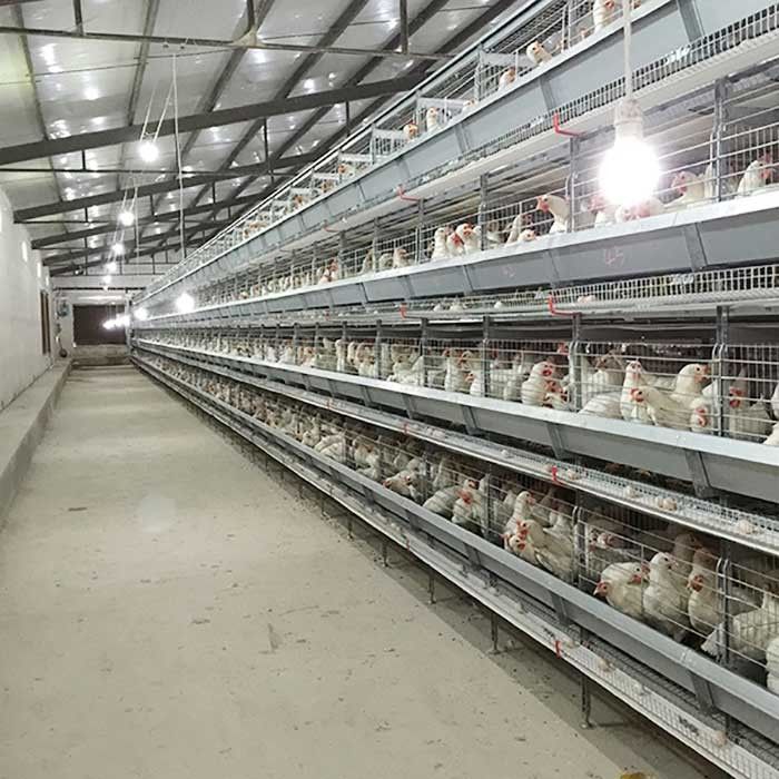 친절한 120 * 60 * 70cm 가금류 닭 감금소 자동 통제 노동 저축 Eco