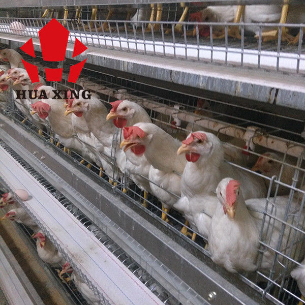 새장 제조 90 - 장비 산란계 새장을 경작하는 160마리의 조류 뜨거운 직류 전기로 자극된 알낳이 닭