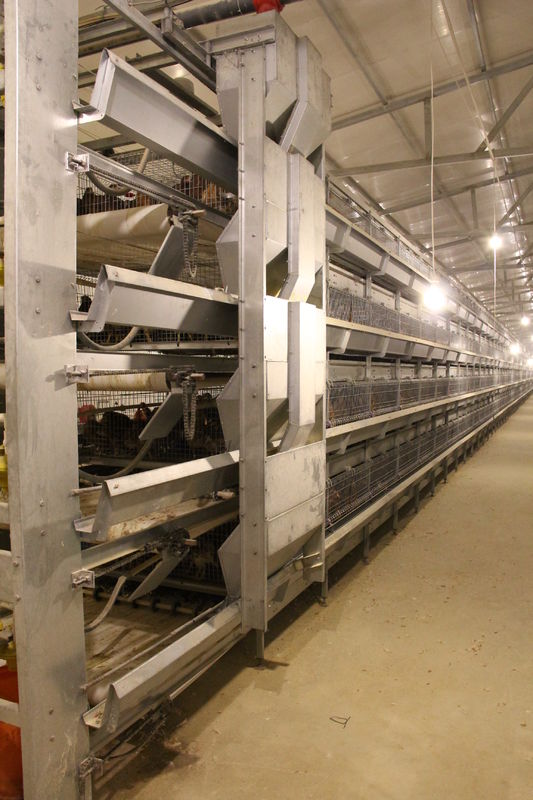 4대 층 닭 알 가금류 사육장 새장 고온 침지 직류 전기로 자극된 워킹 공급 장치 기계