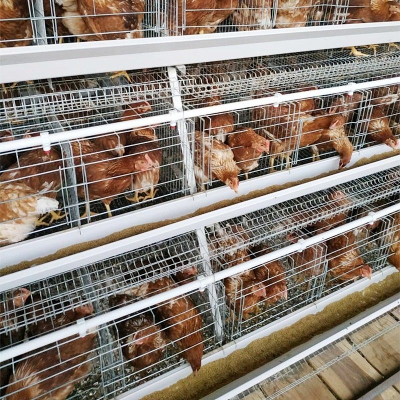 90/96/120/128/160 새를 낳는 가금류 닭 케이지 시스템 농업 A 유형 3/4 계층 배터리 레이어 케이지