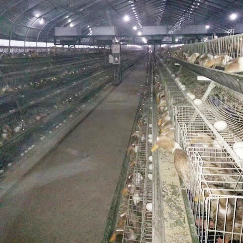 가금류 농장을 위한 구조 닭 층 오리 사육 농장 케이지