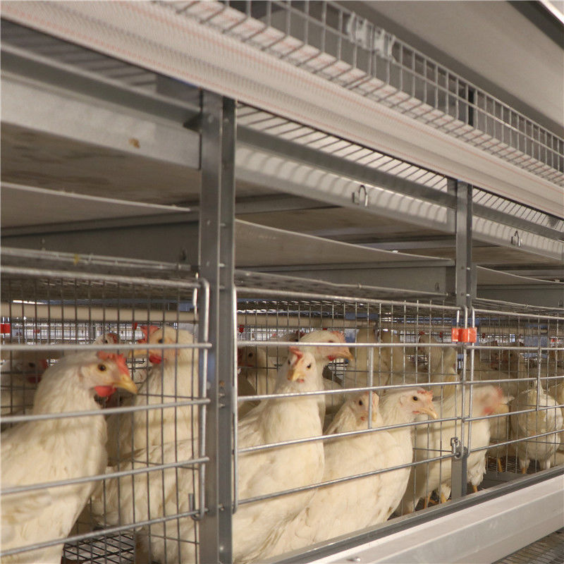 5000마리의 새를 위한 가금류 농업 직류 전기를 통한 계란 층 닭장