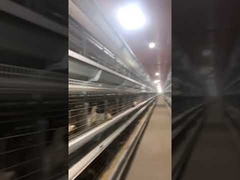H Frame 256 Birds Battery Cage System In Farm Auto Cleaning